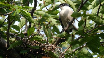 Azure-winged Magpie 品川区 Sat, 7/9/2022