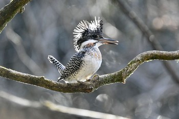 Crested Kingfisher Unknown Spots Sat, 1/6/2018