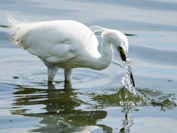 Sat, 7/9/2022 Birding report at 大井ふ頭中央海浜公園(なぎさの森)