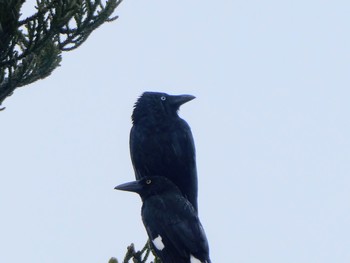 Torresian Crow O'Reilly's Rainforest Retreat Fri, 7/1/2022