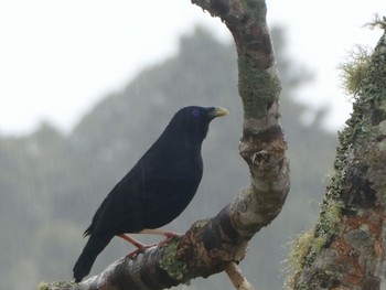 Satin Bowerbird O'Reilly's Rainforest Retreat Fri, 7/1/2022