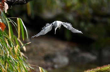 Crested Kingfisher Unknown Spots Tue, 1/9/2018