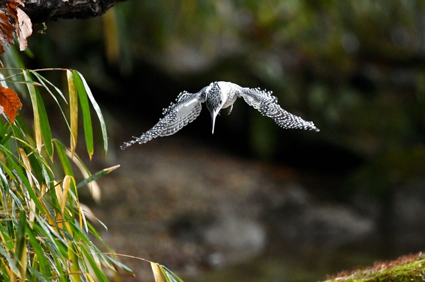 Photo of Crested Kingfisher at  by Yukihiro  Inoue