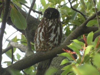 Sat, 7/9/2022 Birding report at 平塚市