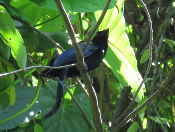 Spangled Drongo ハルマヘラ島 Unknown Date