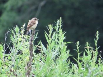 2022年7月10日(日) 十勝北部の野鳥観察記録