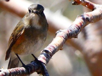 Red-flanked Bluetail 男体山 Sun, 5/29/2022