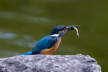 Common Kingfisher 多摩市 Sun, 7/10/2022