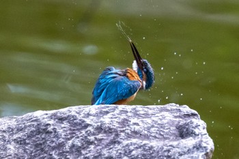 Common Kingfisher 多摩市 Sun, 7/10/2022