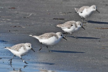 ミユビシギ ふなばし三番瀬海浜公園 2018年1月12日(金)