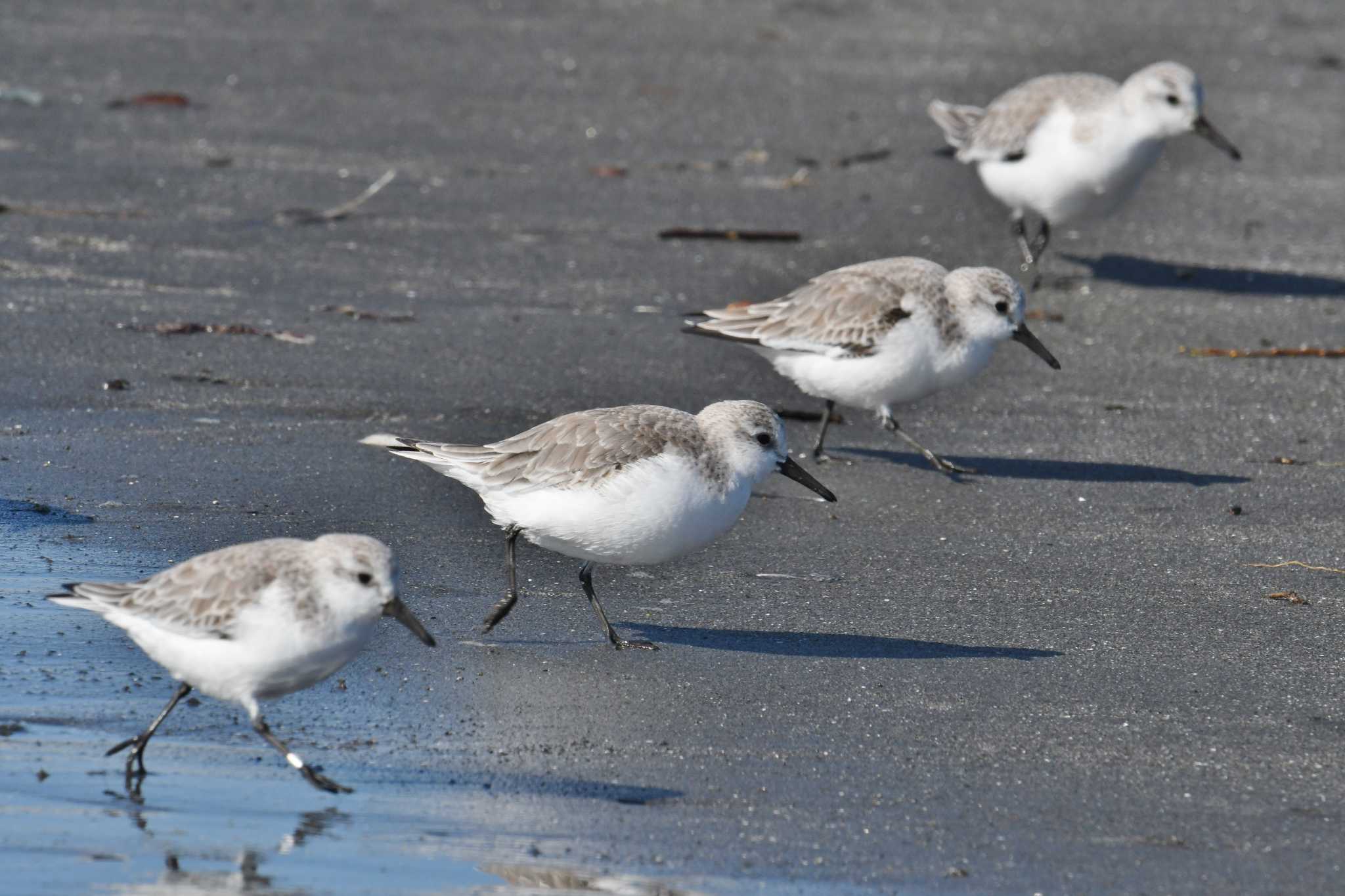 Sanderling