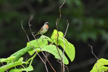 Siberian Rubythroat Teuri Island Fri, 7/1/2022