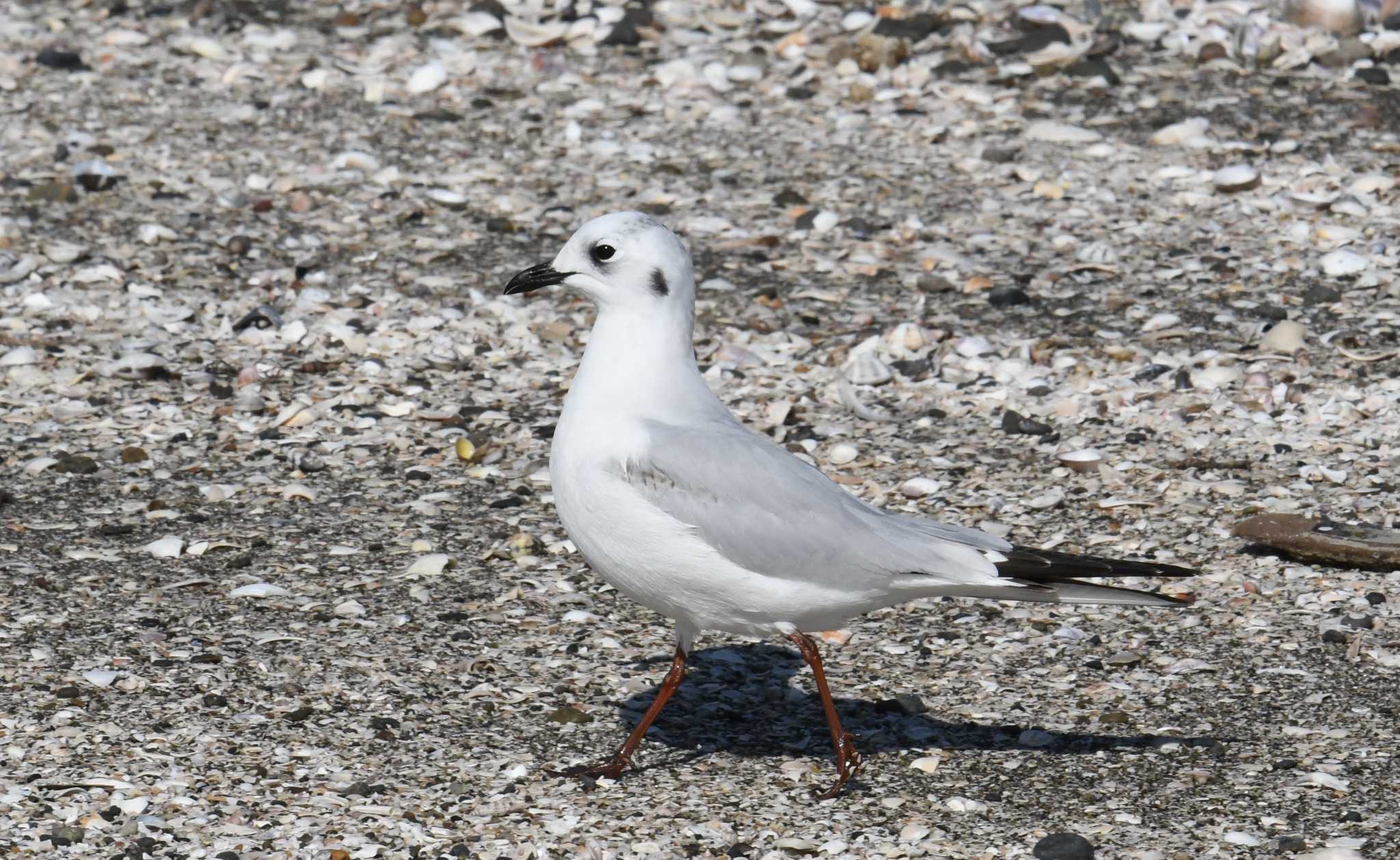 ふなばし三番瀬海浜公園 ズグロカモメの写真 by あひる