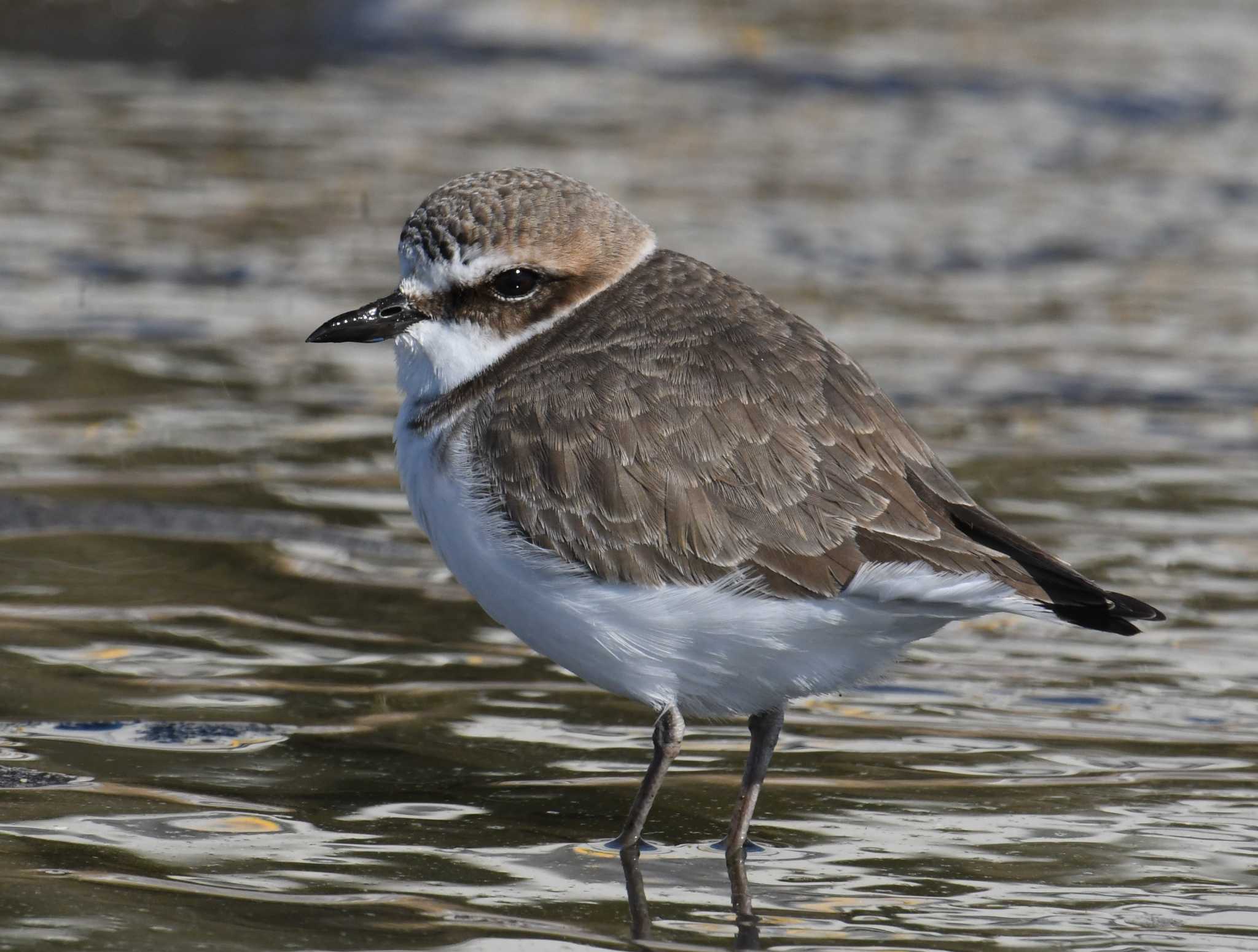 Photo of Kentish Plover at Sambanze Tideland by あひる