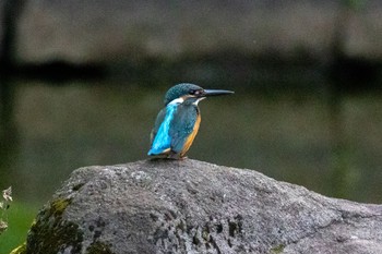 Common Kingfisher 多摩市 Sat, 7/9/2022