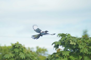 Eurasian Magpie 長沼町 Sat, 7/9/2022