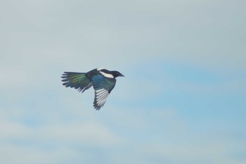 Eurasian Magpie 長沼町 Sat, 7/9/2022