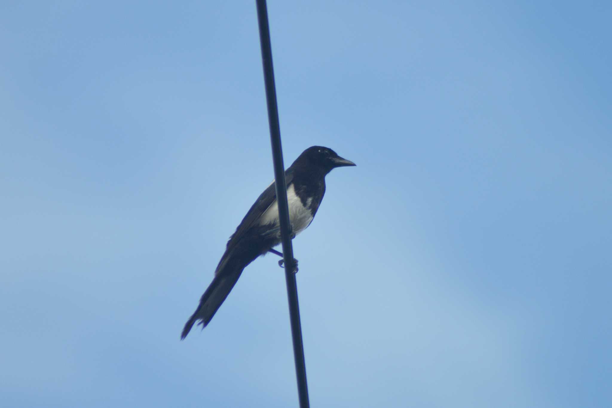 Photo of Eurasian Magpie at 長沼町 by た～