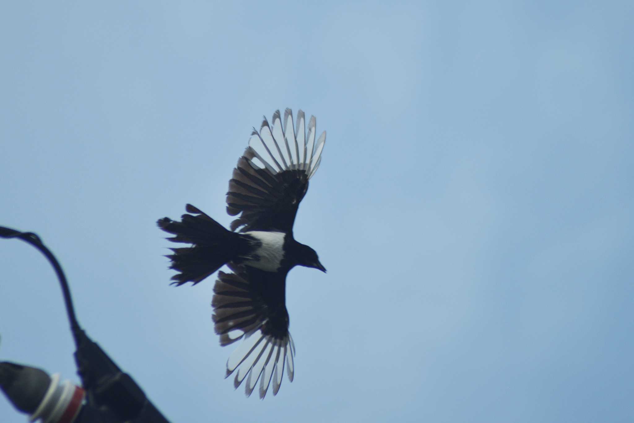 Photo of Eurasian Magpie at 長沼町 by た～