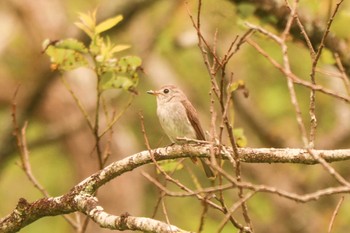 2022年6月21日(火) 箱根湿生花園の野鳥観察記録