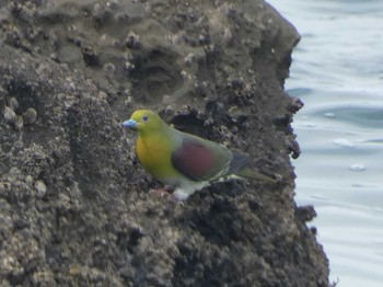 Sat, 7/9/2022 Birding report at Terugasaki Beach