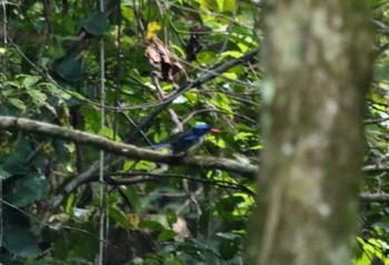 Common Paradise Kingfisher ハルマヘラ島 Unknown Date