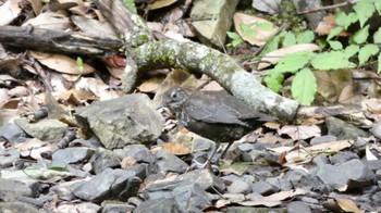 Brown Dipper 箕面山 Sun, 7/10/2022