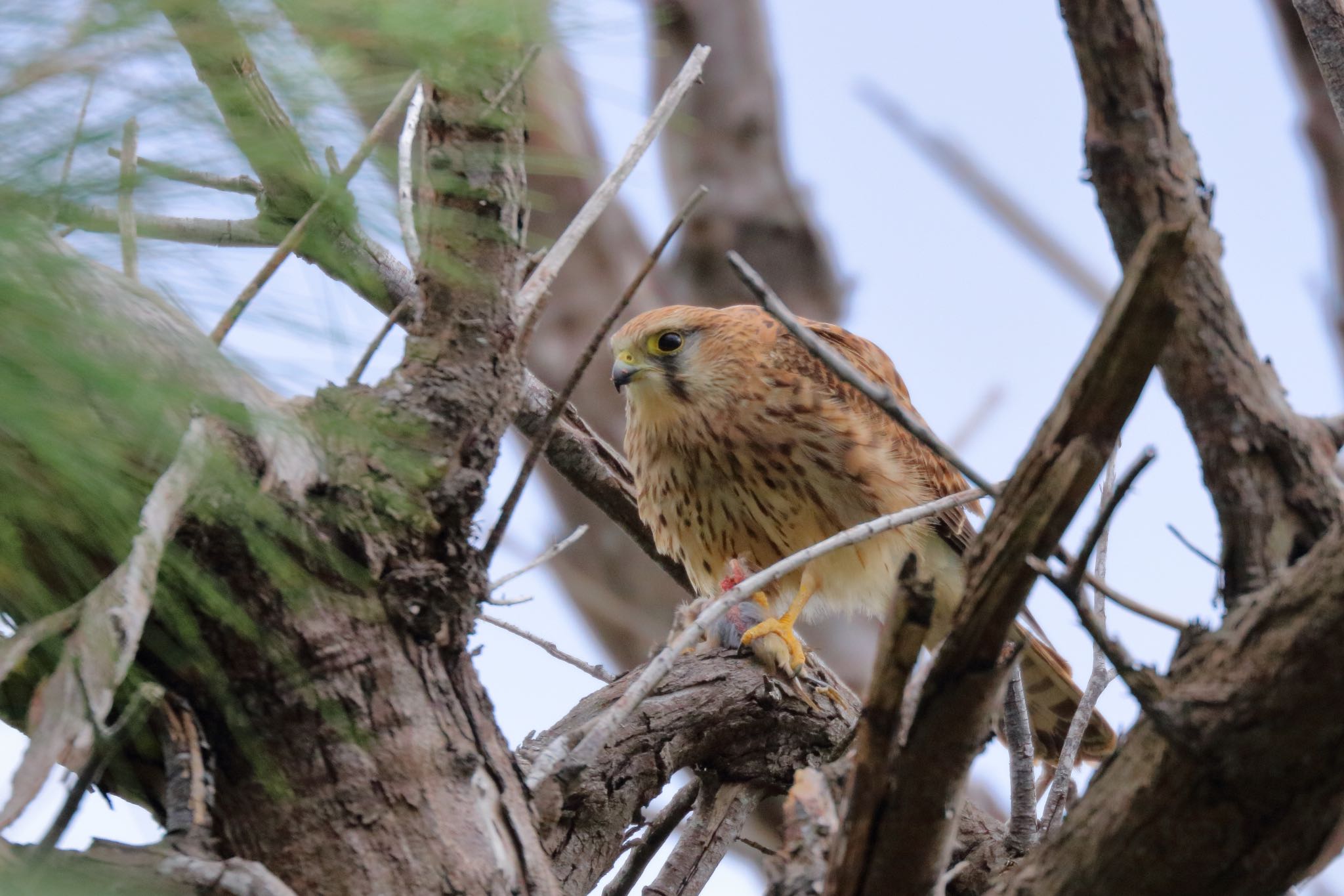 Photo of Common Kestrel at 沖縄県糸満市 by Zakky