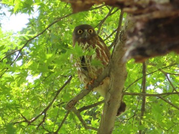 2022年7月10日(日) 御霊神社の野鳥観察記録