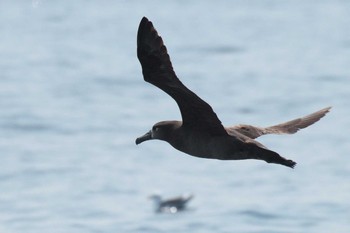 クロアシアホウドリ 場所が不明 2017年3月25日(土)