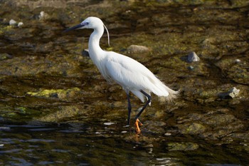 Little Egret 早淵川 Sun, 7/10/2022