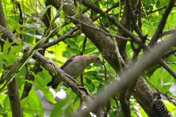 Chestnut-cheeked Starling 飛沢溜池 Sat, 7/9/2022