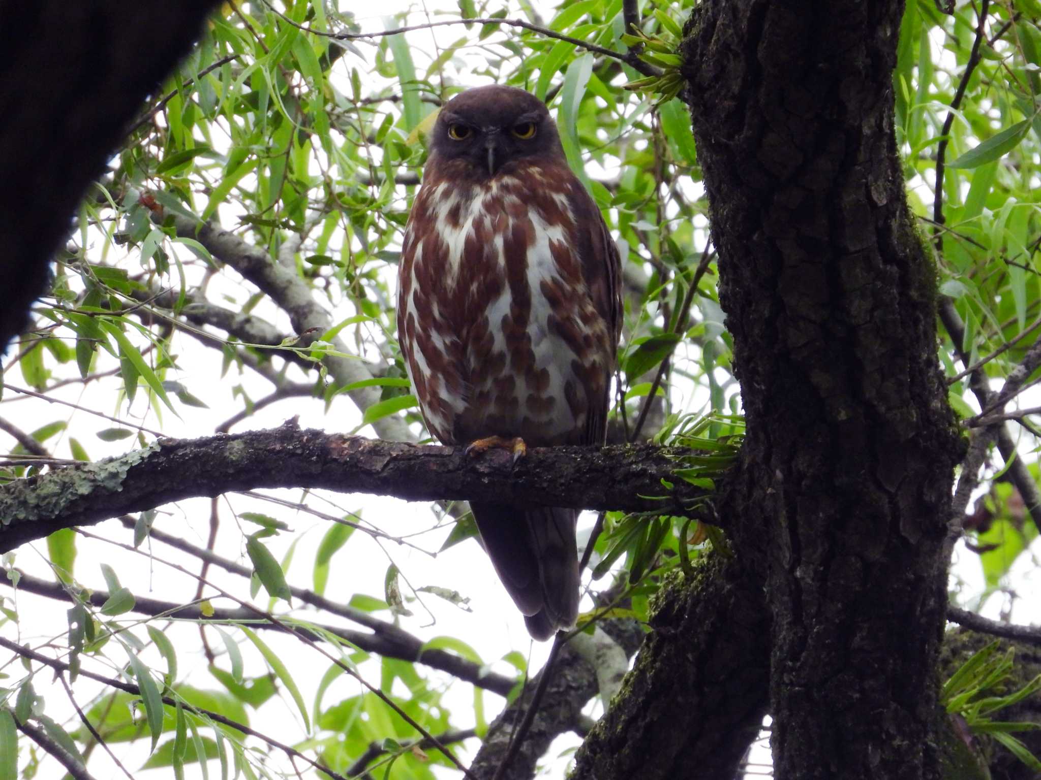 青葉山公園 アオバズクの写真 by くーちゃんねる