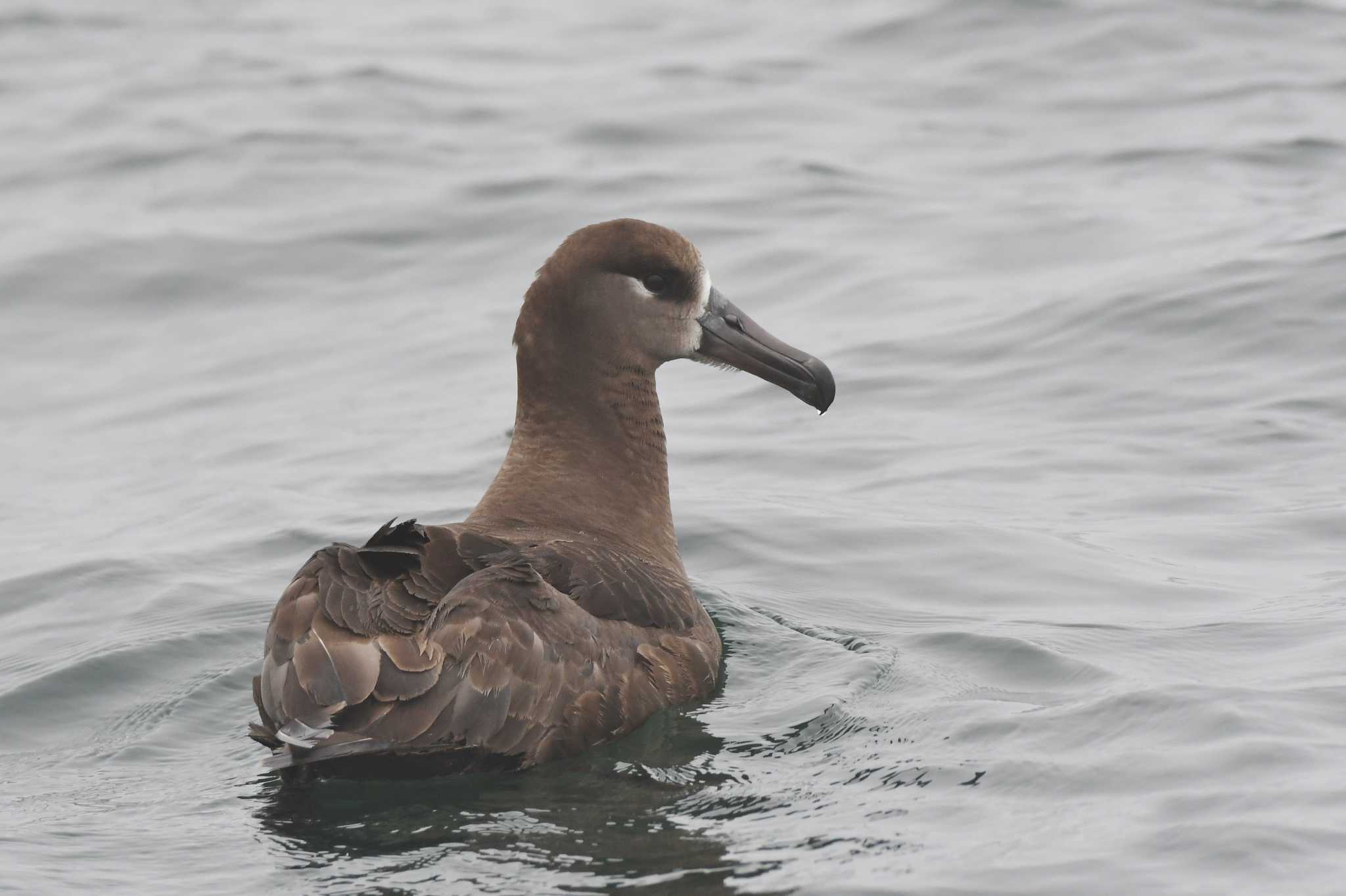 Black-footed Albatross