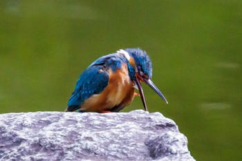 Common Kingfisher 多摩市 Sun, 7/10/2022