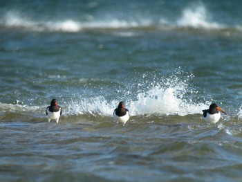 Eurasian Oystercatcher Unknown Spots Sun, 1/24/2016