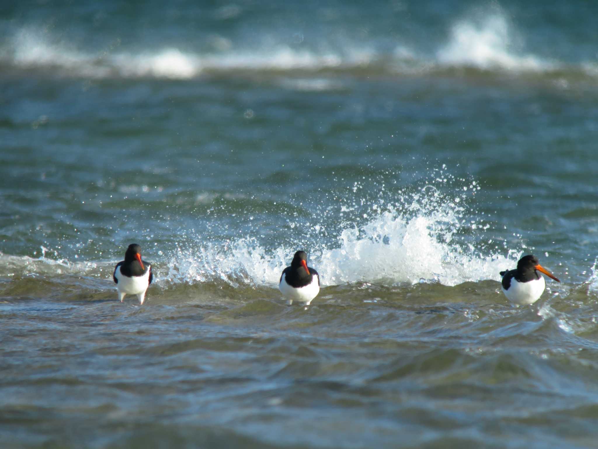 Photo of Eurasian Oystercatcher at  by みっちー