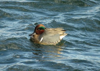 Green-winged Teal Unknown Spots Sun, 1/24/2016