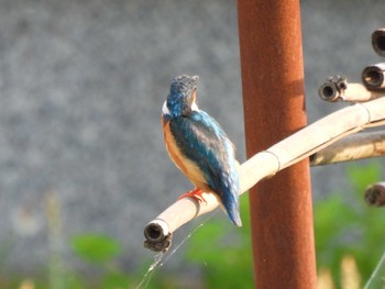 カワセミ 神奈川県平塚市 2022年7月9日(土)