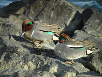 アメリカコガモ 場所が不明 2016年1月24日(日)