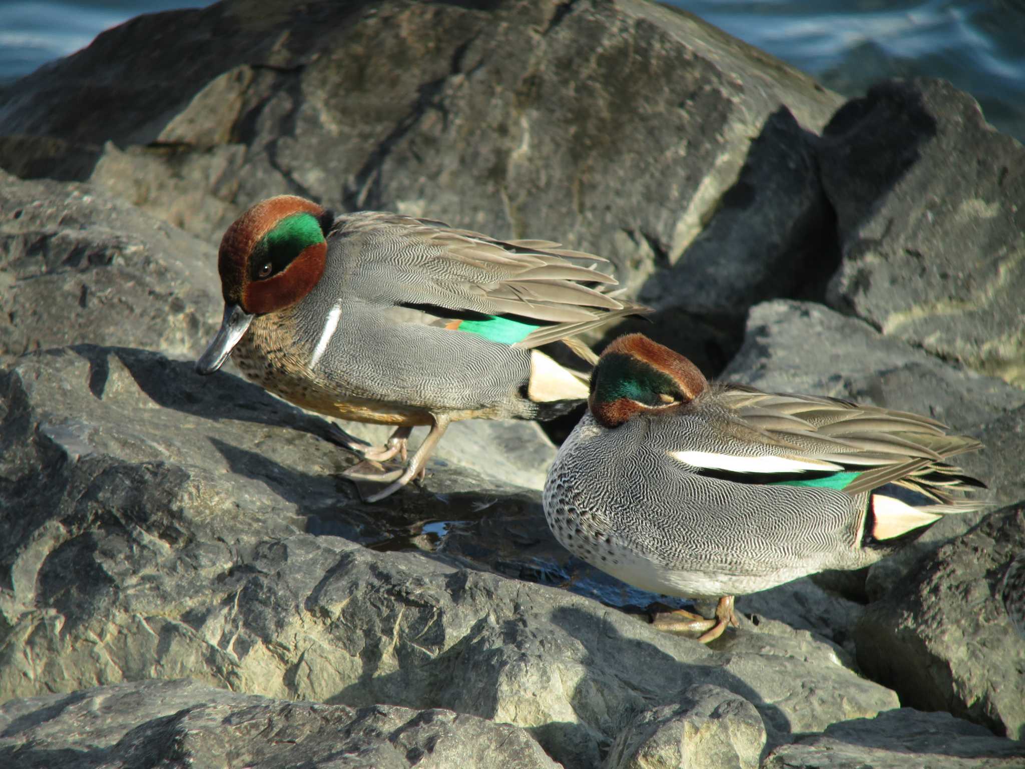 Photo of Green-winged Teal at  by みっちー