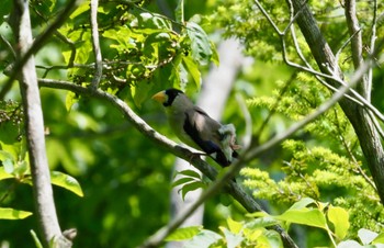 イカル 西湖野鳥の森公園 2022年7月10日(日)