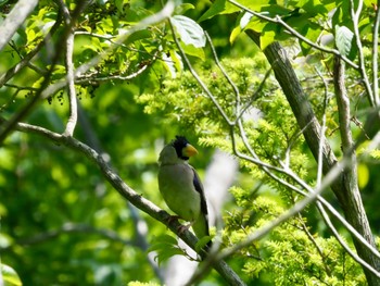 イカル 西湖野鳥の森公園 2022年7月10日(日)