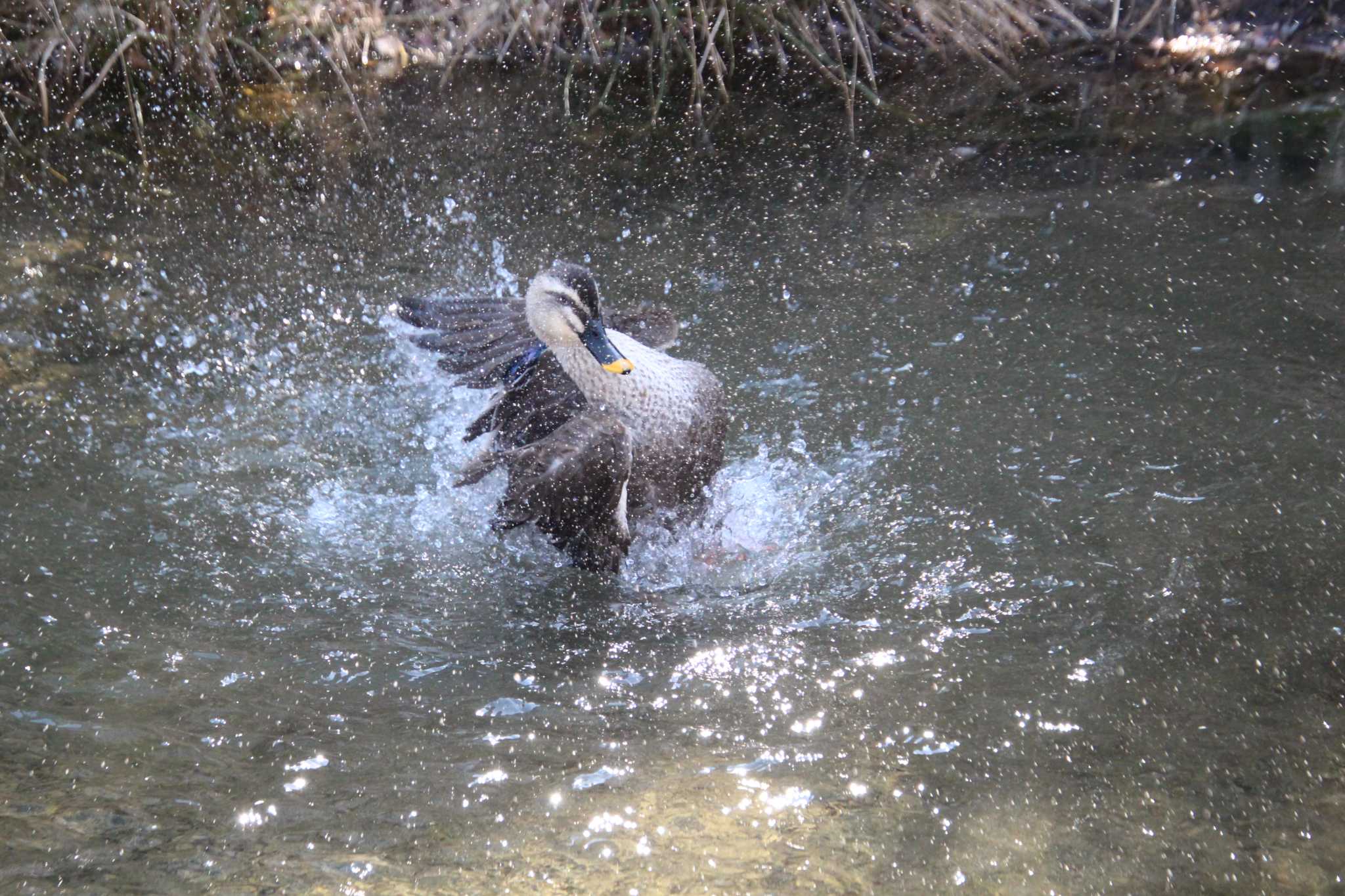 最近あまり野鳥が撮れてないので在庫から by ゆづ