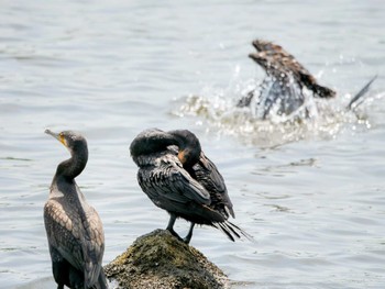 2022年7月9日(土) 東京港野鳥公園の野鳥観察記録