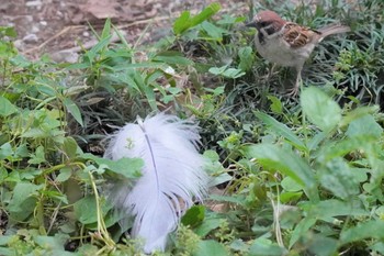 スズメ 上野動物園 2022年6月14日(火)