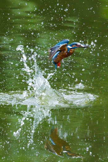 Common Kingfisher 多摩市 Sun, 7/3/2022