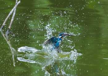 Common Kingfisher 多摩市 Sun, 7/3/2022