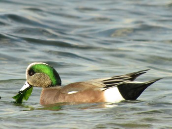 American Wigeon Unknown Spots Sun, 2/1/2015