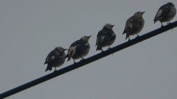 Sun, 7/10/2022 Birding report at 四日市